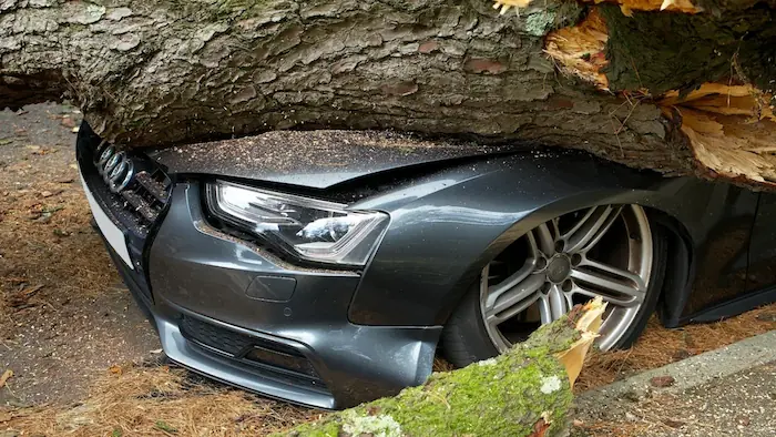 Car with a fallen tree